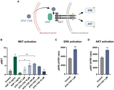 ATH-1105, a small-molecule positive modulator of the neurotrophic HGF system, is neuroprotective, preserves neuromotor function, and extends survival in preclinical models of ALS